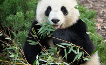 Berlin Zoo, eine der Top 10 Attraktionen für Kinder in Berlin.