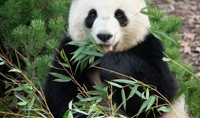 Berlin Zoo, eine der Top 10 Attraktionen für Kinder in Berlin.